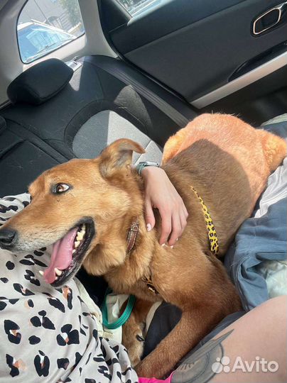 Умный и статный пёс из приюта в поисках дома