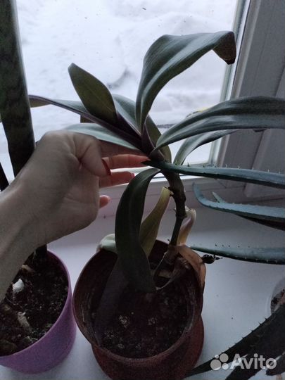 Домашние цветы