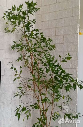 Фикус бенджамина 2м