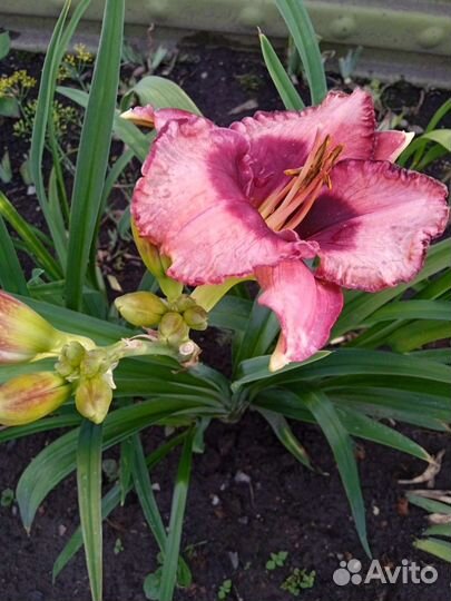 Многолетние цветы