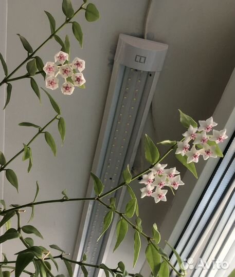 Хойя, сциндапсусы, пассифлора