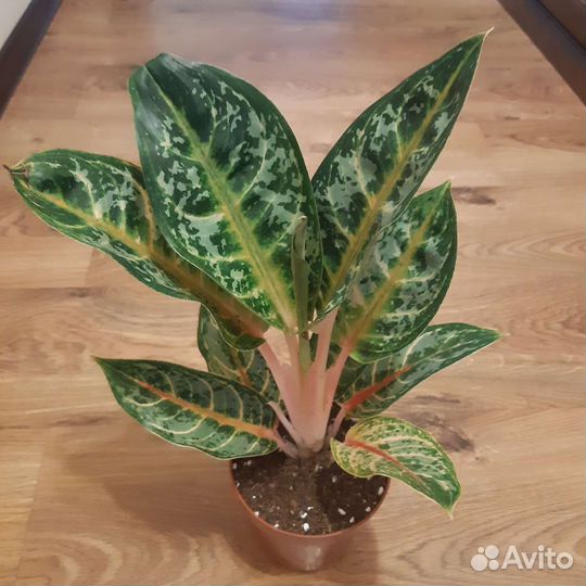 Сортовые аглаонемы