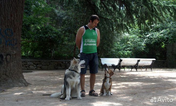 Дрессировка собак в Ялте