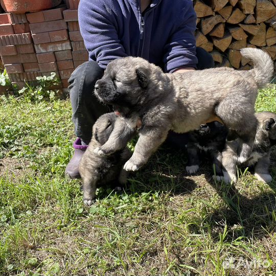 Кавказская овчарка
