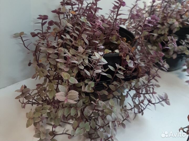 Коллизия розовая пантера