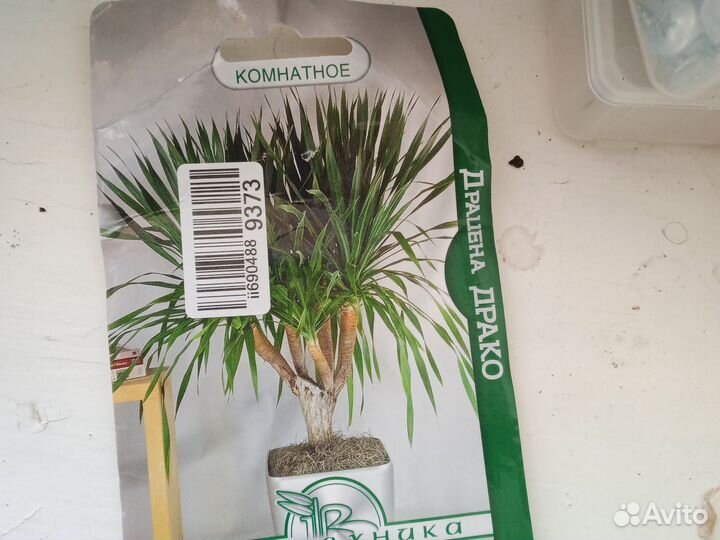 Рассада цветов комнатных