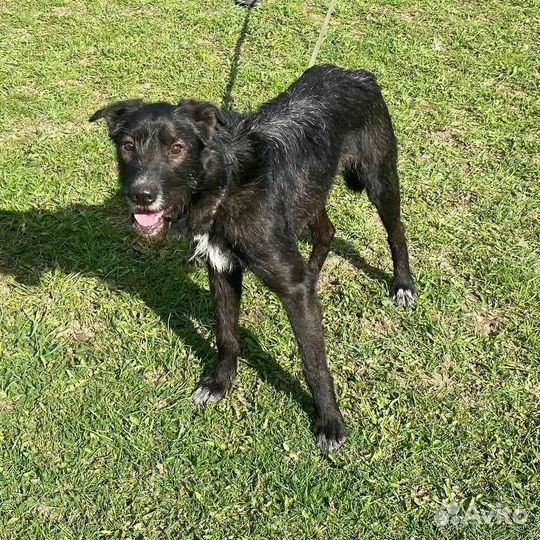 Молодой пёс, 18 кг, ищет дом