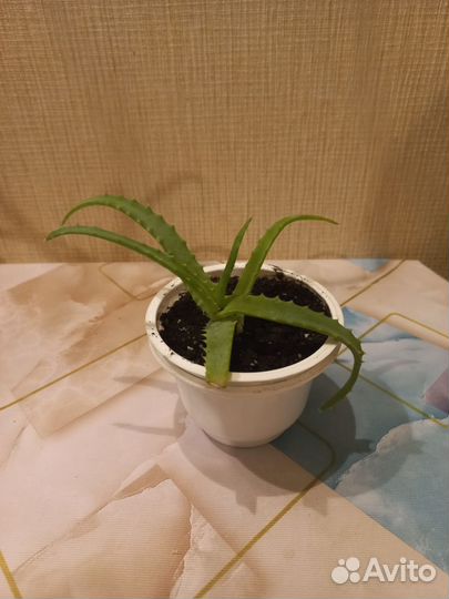 Алоэ лечебный