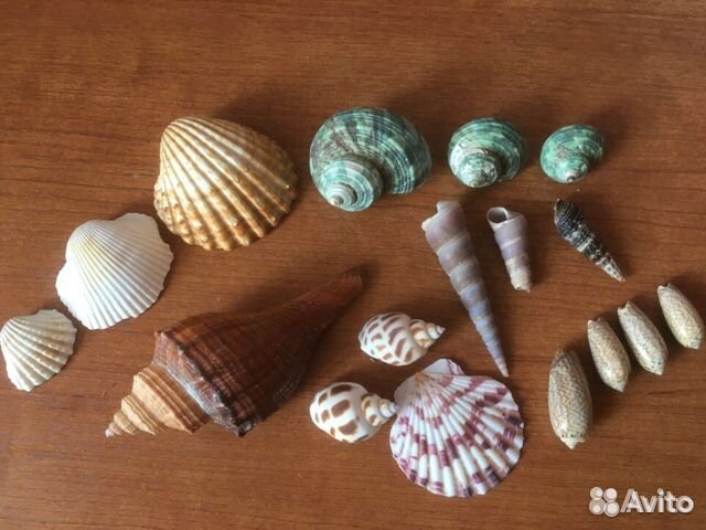 Крышки,Шапки желудей, шишки, ракушки, хризантема