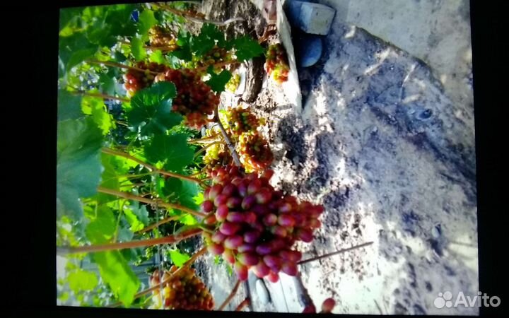 Саженцы винограда
