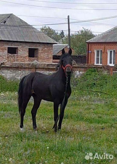 Лошадь жеребец