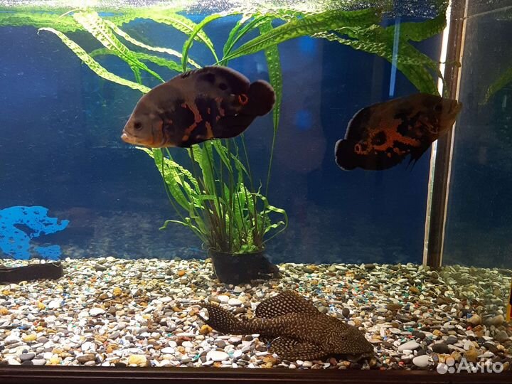 Астронотусы, Анциструсы 25р