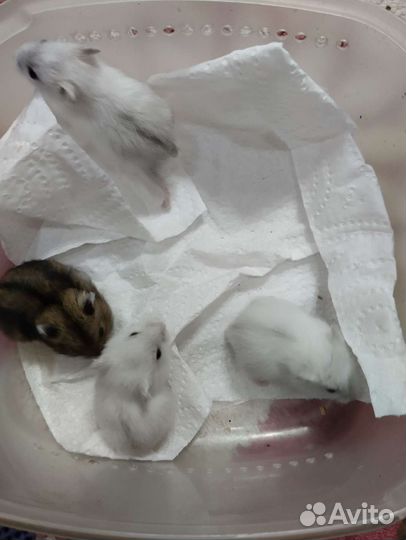 Хомячата на подарки вашим любимым от вас