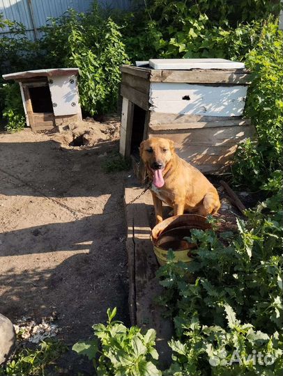 Собака-улыбака