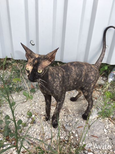 Кошка сфинкс