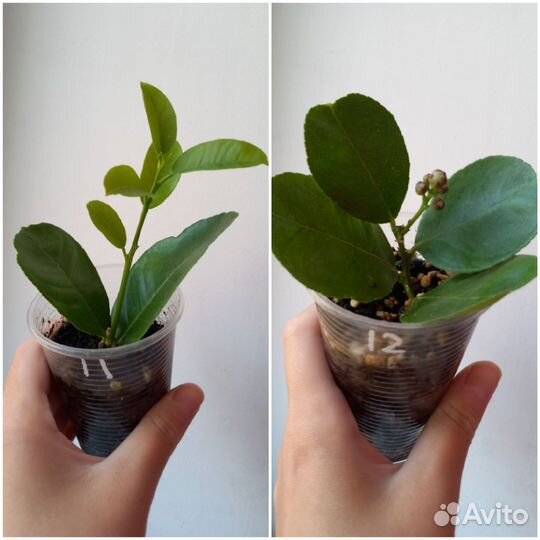 Лимон Пандероза, укорененные саженцы, культурные