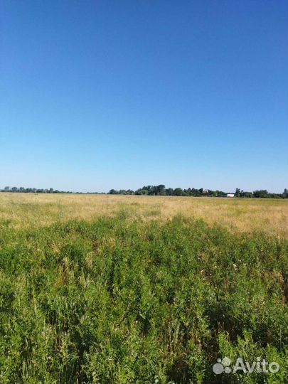 Сено в лугах