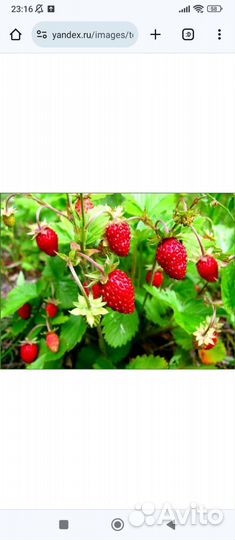 Продам лаванду