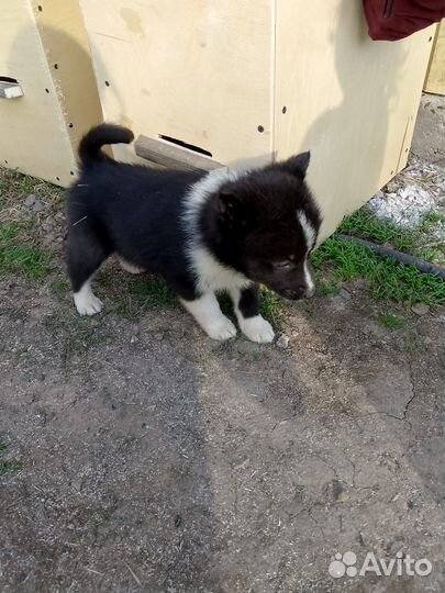 Щенки лайка