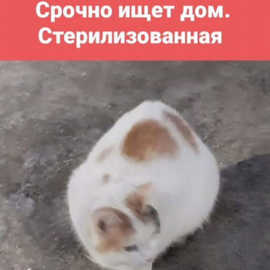 Кошка ищет дом. Кошка в добрые руки