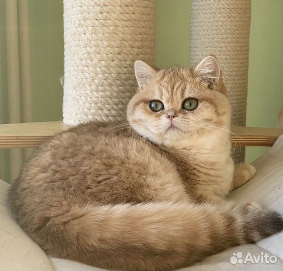 Золотые британцы взрослые