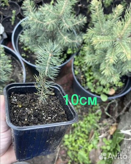 Ель голубая глаука 55см