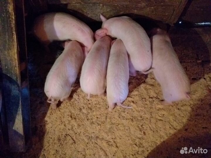 Поросенок ландрас