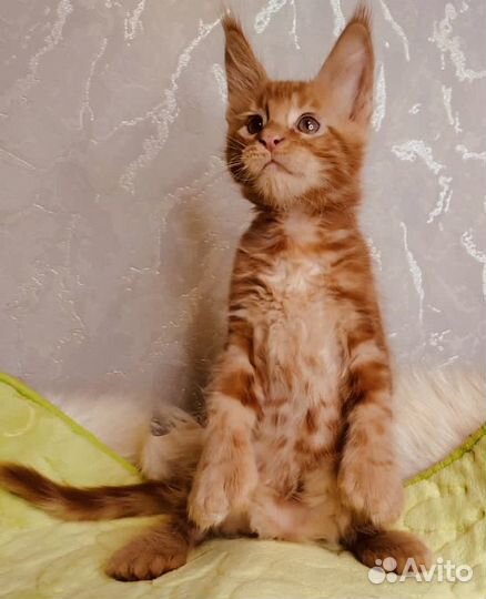 Мейнкунчики