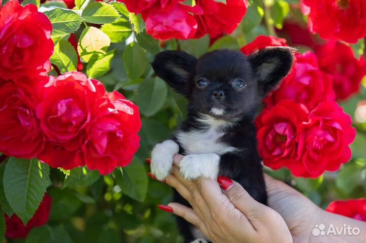 Черный длинношерстный мальчик чихуахуа