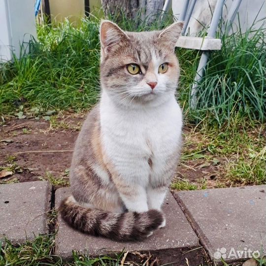 Молодой кошечке нужен дом