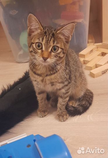 Кошечка в добрые руки