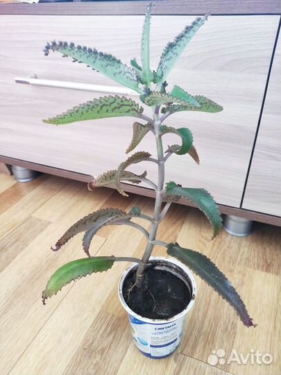 Каланхоэ лечебное