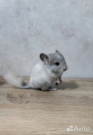 Шиншилла