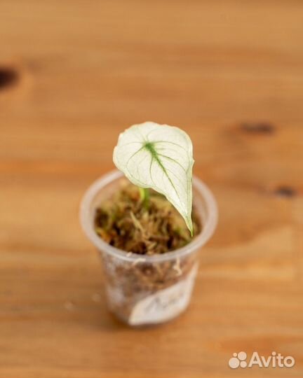 Алоказия Лонгилоба вариегатная (кобра)