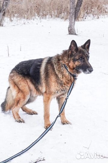 Немецкая овчарка в добрые руки