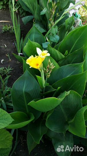 Цветы Канны красные, оранжевые, желтые