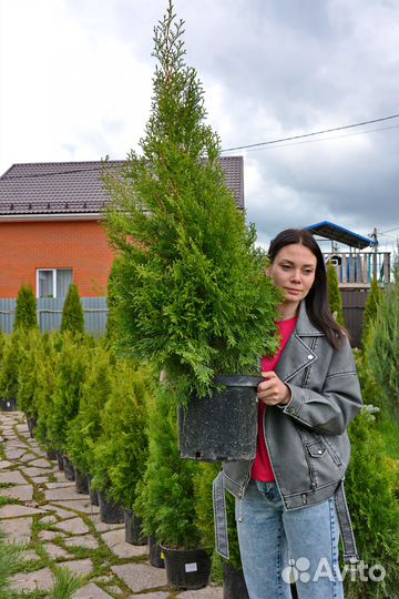 Туя смарагд 70 - 159 см