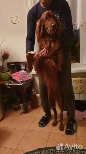 Вязка собак