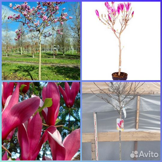 Магнолия сьюзан на штамбе