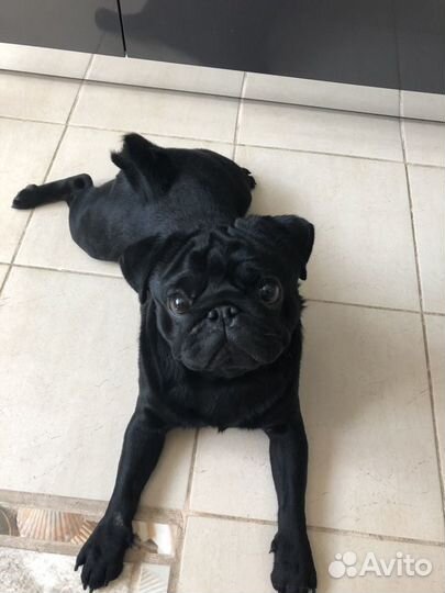 Передержка домашних животных