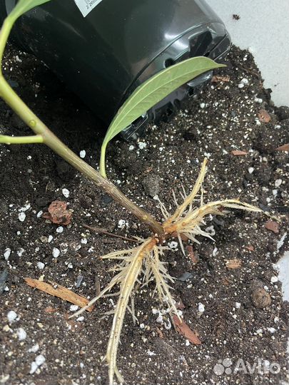 Фикус Робуста