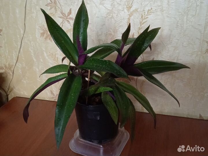 Крассула толстянка