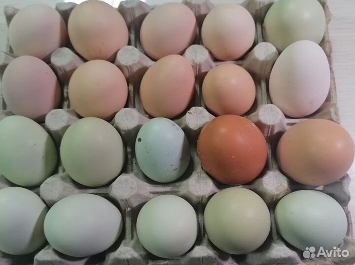 Домашнее куриное и перепелинное яйцо