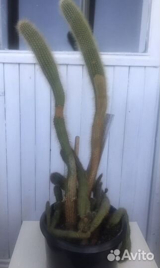 Кактус 12-летний