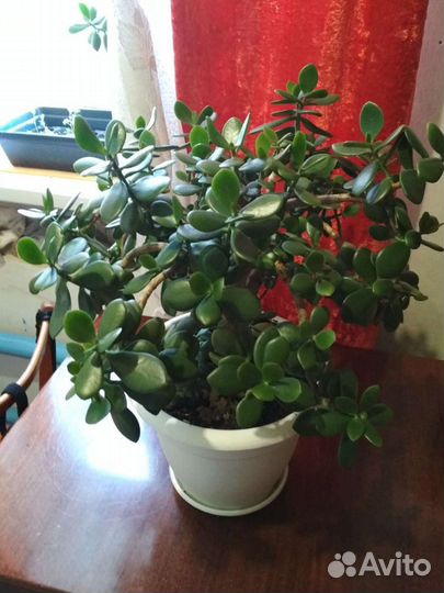 Толстянка, денежное дерево