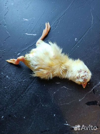 Цыплята суточные