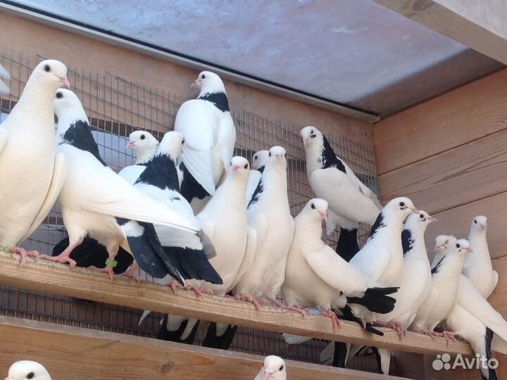 Голуби бойные из Армении