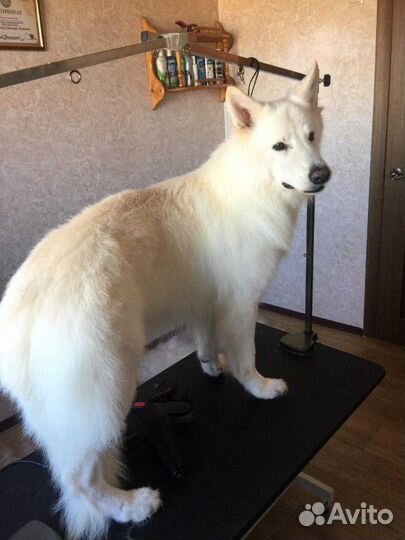 Груминг Профессиональный Стрижка Собак и Кошек