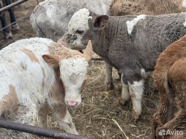 Бычки и телята