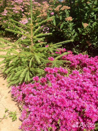 Флокс шиловидный и другие почвопокровные